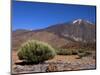 Mount Teide, Parque Nacional De Las Canadas Del Teide Tenerife, Canary Islands-White Gary-Mounted Photographic Print