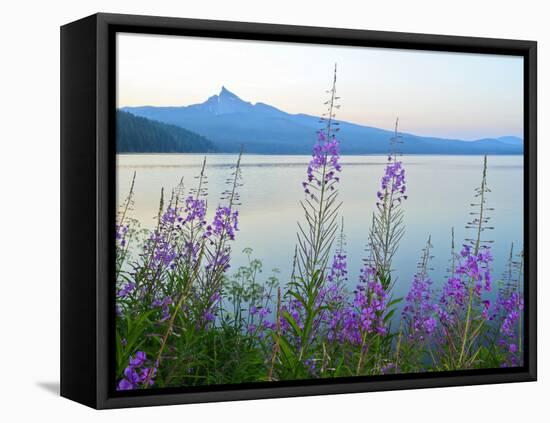 Mount Thielson, Fireweed, Epilobium Angustifolium, Diamond Lake, Douglas County, Oregon, USA-Christian Heeb-Framed Stretched Canvas