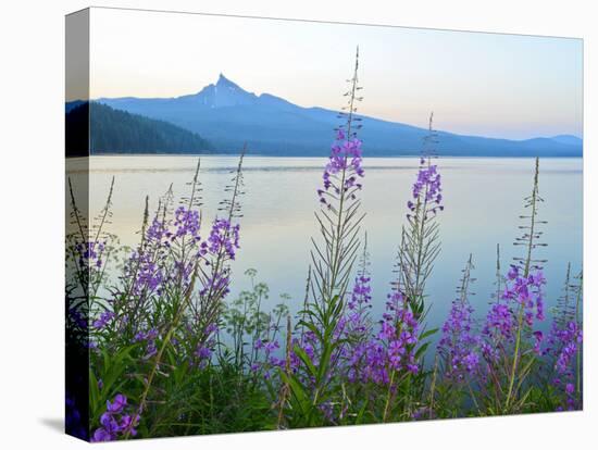 Mount Thielson, Fireweed, Epilobium Angustifolium, Diamond Lake, Douglas County, Oregon, USA-Christian Heeb-Stretched Canvas