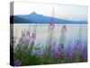 Mount Thielson, Fireweed, Epilobium Angustifolium, Diamond Lake, Douglas County, Oregon, USA-Christian Heeb-Stretched Canvas
