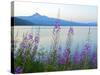 Mount Thielson, Fireweed, Epilobium Angustifolium, Diamond Lake, Douglas County, Oregon, USA-Christian Heeb-Stretched Canvas