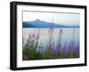 Mount Thielson, Fireweed, Epilobium Angustifolium, Diamond Lake, Douglas County, Oregon, USA-Christian Heeb-Framed Photographic Print