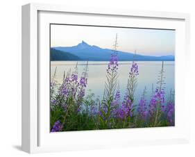 Mount Thielson, Fireweed, Epilobium Angustifolium, Diamond Lake, Douglas County, Oregon, USA-Christian Heeb-Framed Photographic Print
