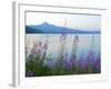 Mount Thielson, Fireweed, Epilobium Angustifolium, Diamond Lake, Douglas County, Oregon, USA-Christian Heeb-Framed Photographic Print