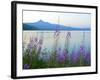 Mount Thielson, Fireweed, Epilobium Angustifolium, Diamond Lake, Douglas County, Oregon, USA-Christian Heeb-Framed Photographic Print