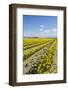 Mount Vernon, Skagit Valley, Washington State. Daffodil field-Jolly Sienda-Framed Photographic Print