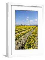 Mount Vernon, Skagit Valley, Washington State. Daffodil field-Jolly Sienda-Framed Photographic Print