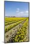 Mount Vernon, Skagit Valley, Washington State. Daffodil field-Jolly Sienda-Mounted Photographic Print