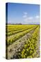 Mount Vernon, Skagit Valley, Washington State. Daffodil field-Jolly Sienda-Stretched Canvas