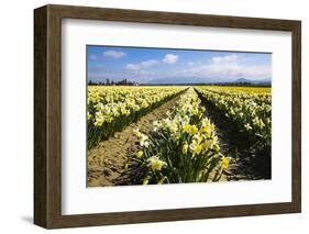 Mount Vernon, Washington State. Daffodil field Skagit Valley and the Cascades-Jolly Sienda-Framed Photographic Print