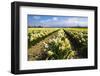 Mount Vernon, Washington State. Daffodil field Skagit Valley and the Cascades-Jolly Sienda-Framed Photographic Print
