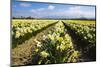 Mount Vernon, Washington State. Daffodil field Skagit Valley and the Cascades-Jolly Sienda-Mounted Photographic Print