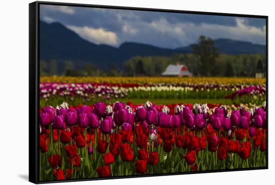 Mount Vernon, Washington State, Field of colored tulips with a bard-Jolly Sienda-Framed Stretched Canvas