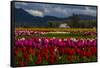 Mount Vernon, Washington State, Field of colored tulips with a bard-Jolly Sienda-Framed Stretched Canvas