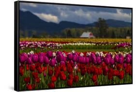 Mount Vernon, Washington State, Field of colored tulips with a bard-Jolly Sienda-Framed Stretched Canvas