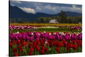 Mount Vernon, Washington State, Field of colored tulips with a bard-Jolly Sienda-Stretched Canvas