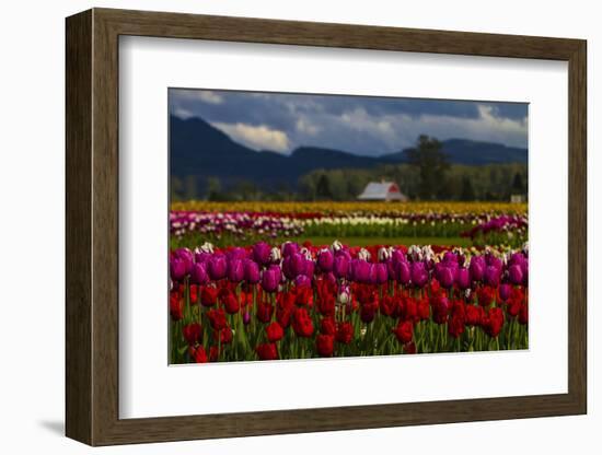 Mount Vernon, Washington State, Field of colored tulips with a bard-Jolly Sienda-Framed Photographic Print