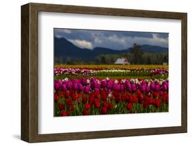 Mount Vernon, Washington State, Field of colored tulips with a bard-Jolly Sienda-Framed Photographic Print