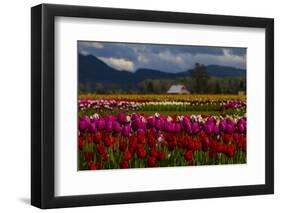 Mount Vernon, Washington State, Field of colored tulips with a bard-Jolly Sienda-Framed Photographic Print