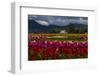 Mount Vernon, Washington State, Field of colored tulips with a bard-Jolly Sienda-Framed Photographic Print