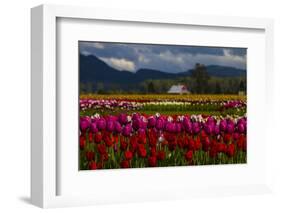 Mount Vernon, Washington State, Field of colored tulips with a bard-Jolly Sienda-Framed Photographic Print