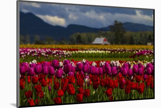 Mount Vernon, Washington State, Field of colored tulips with a bard-Jolly Sienda-Mounted Photographic Print