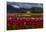 Mount Vernon, Washington State, Field of colored tulips with a bard-Jolly Sienda-Framed Photographic Print