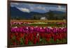 Mount Vernon, Washington State, Field of colored tulips with a bard-Jolly Sienda-Framed Photographic Print