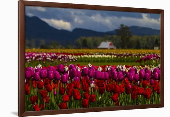 Mount Vernon, Washington State, Field of colored tulips with a bard-Jolly Sienda-Framed Photographic Print