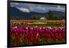 Mount Vernon, Washington State, Field of colored tulips with a bard-Jolly Sienda-Framed Photographic Print