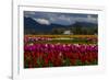Mount Vernon, Washington State, Field of colored tulips with a bard-Jolly Sienda-Framed Photographic Print