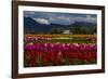 Mount Vernon, Washington State, Field of colored tulips with a bard-Jolly Sienda-Framed Photographic Print