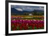 Mount Vernon, Washington State, Field of colored tulips with a bard-Jolly Sienda-Framed Photographic Print