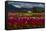 Mount Vernon, Washington State, Field of colored tulips with a bard-Jolly Sienda-Framed Stretched Canvas