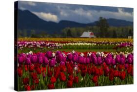 Mount Vernon, Washington State, Field of colored tulips with a bard-Jolly Sienda-Stretched Canvas