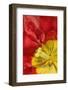 Mount Vernon, Washington State, USA. Close-up of the inside of an Abba Tulip.-Janet Horton-Framed Photographic Print