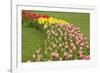 Mount Vernon, Washington State, USA. Curved row of tulips and daffodils.-Janet Horton-Framed Photographic Print