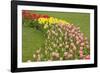 Mount Vernon, Washington State, USA. Curved row of tulips and daffodils.-Janet Horton-Framed Photographic Print