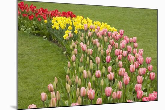 Mount Vernon, Washington State, USA. Curved row of tulips and daffodils.-Janet Horton-Mounted Photographic Print