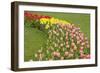 Mount Vernon, Washington State, USA. Curved row of tulips and daffodils.-Janet Horton-Framed Photographic Print