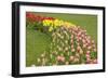 Mount Vernon, Washington State, USA. Curved row of tulips and daffodils.-Janet Horton-Framed Photographic Print