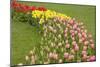 Mount Vernon, Washington State, USA. Curved row of tulips and daffodils.-Janet Horton-Mounted Photographic Print