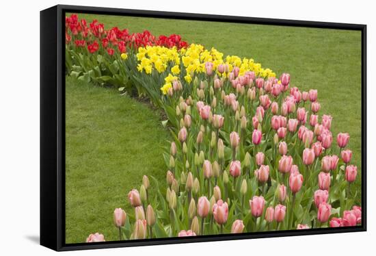 Mount Vernon, Washington State, USA. Curved row of tulips and daffodils.-Janet Horton-Framed Stretched Canvas