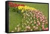 Mount Vernon, Washington State, USA. Curved row of tulips and daffodils.-Janet Horton-Framed Stretched Canvas