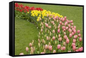 Mount Vernon, Washington State, USA. Curved row of tulips and daffodils.-Janet Horton-Framed Stretched Canvas