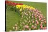 Mount Vernon, Washington State, USA. Curved row of tulips and daffodils.-Janet Horton-Stretched Canvas