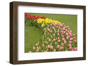 Mount Vernon, Washington State, USA. Curved row of tulips and daffodils.-Janet Horton-Framed Photographic Print