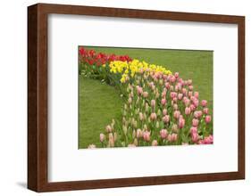 Mount Vernon, Washington State, USA. Curved row of tulips and daffodils.-Janet Horton-Framed Photographic Print