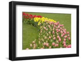 Mount Vernon, Washington State, USA. Curved row of tulips and daffodils.-Janet Horton-Framed Photographic Print