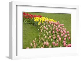 Mount Vernon, Washington State, USA. Curved row of tulips and daffodils.-Janet Horton-Framed Photographic Print